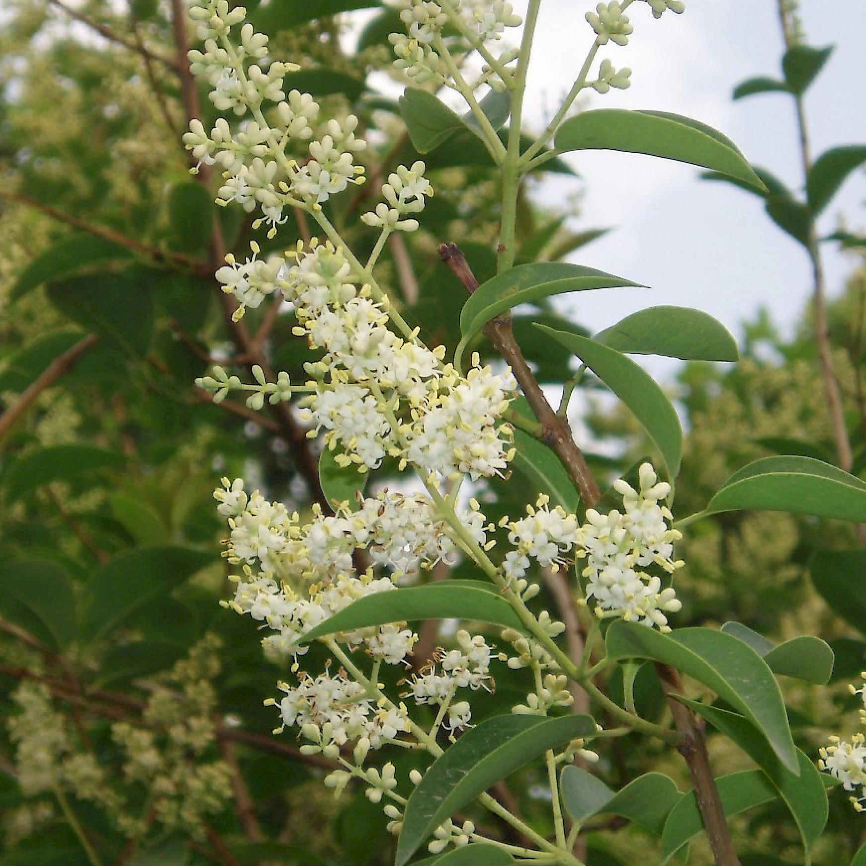 Применение Ligustrum Lucidum в чистых натуральных кормовых добавках для растений