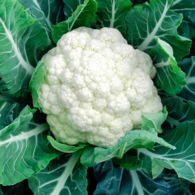 Cauliflower-Sprout-Powder1.jpg